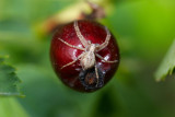 Philodromus aureolus