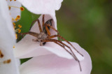 Philodromus aureolus