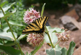 Swallowtail and the Bee