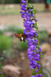 Penstemon Dinner