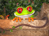 Peeping Frog