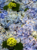 Hydrangea Display