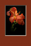 Canna Lilly matted 4X6.jpg