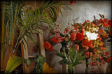 Flower Shop.jpg