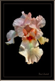White Iris .jpg