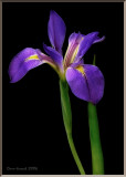 Water Iris.jpg