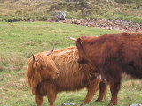 Rannoch Moor