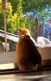 The BirdWatcher