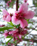 Peach Blossom...