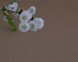 Babys Breath
