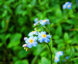 Forget Me Not