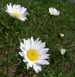Daddys Daisies
