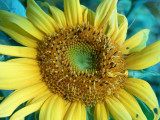 Sunflower Blue