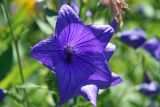 Kings Garden at Fort Ticonderoga