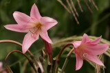 Pink Lily