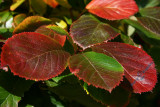 Autumn Leaves 1