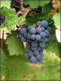 Loire-Valley-grapes.jpg