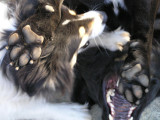 Black & White Dog Fight