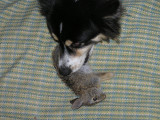 APPETIZER (baby bunny)