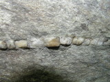 Rock Teeth