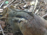 (Chipmunk Bad Hair Day)