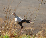 Secretary Bird