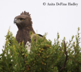 Martial Eagle