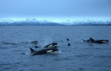 Orcas - Tysfjord
