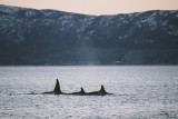 Orcas - Tysfjord