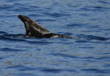 Rissos Dolphin - Sao Miguel - Azores
