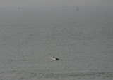 Harbour Porpoise - Zierikzee