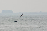 Harbour Porpoise, Black-Backed Gull & Razorbill - Zierikzee