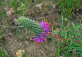 Purple Prairie Clover