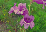 Penstemon cobea