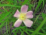 Prairie Rose