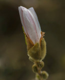 Magnolia Unfolding