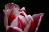 White Edges