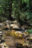 Stream
