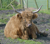 Highland cow.