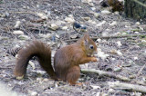 Squirrel at Formby.