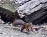 Squirrel at Formby