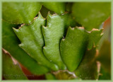 Christmas Cactus