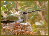 Momma Hummer