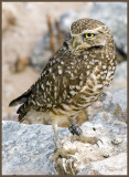 burrowing owl