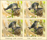 Feeding Hummingbirds