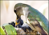 Feb. 28, 2007 baby hummingbirds