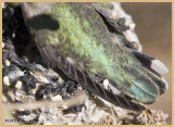 March 8, nest 3