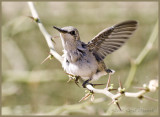 March 12, nest 3