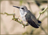 March 12, nest 3