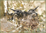 March 17, nest 2 NEW